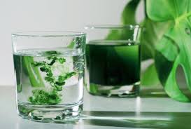 Chlorophyll Drops