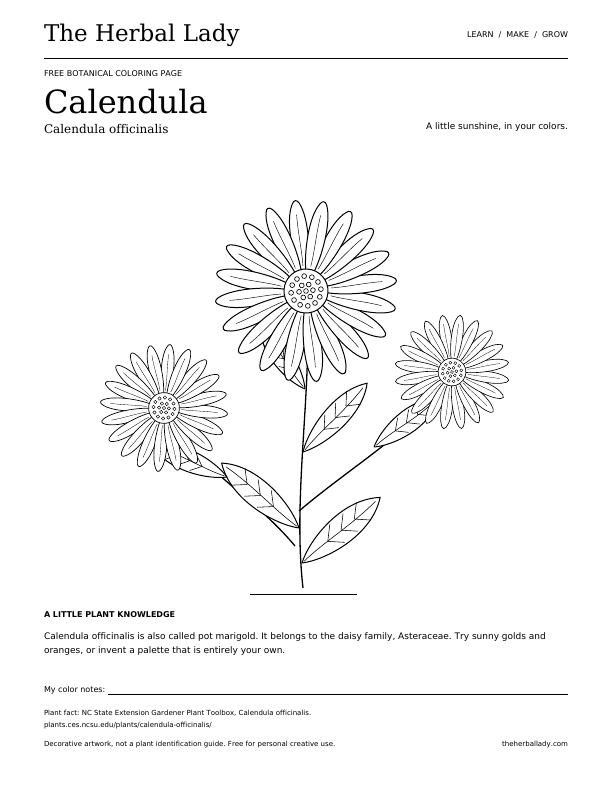 Preview of a printable calendula coloring page with three outlined flower heads, leaves, botanical name, and a short plant fact.