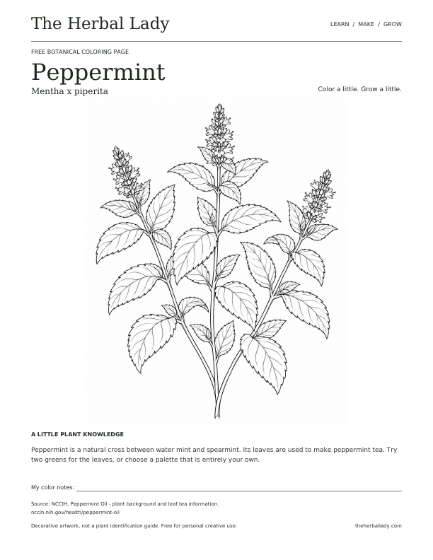 Preview of a printable peppermint coloring page with outlined mint sprigs, botanical name, and a short plant fact.